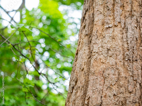 full frame bark of tree with bokeh for natural background and texture