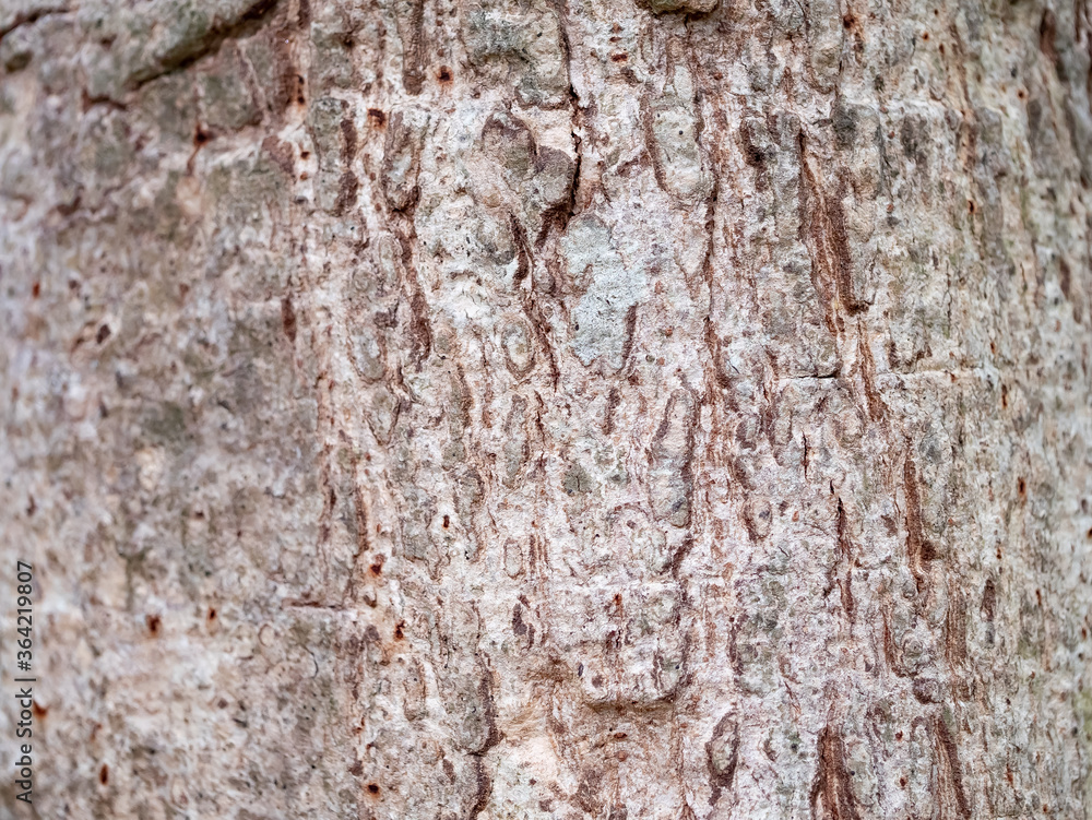 Obraz premium full frame bark of tree for natural background and texture