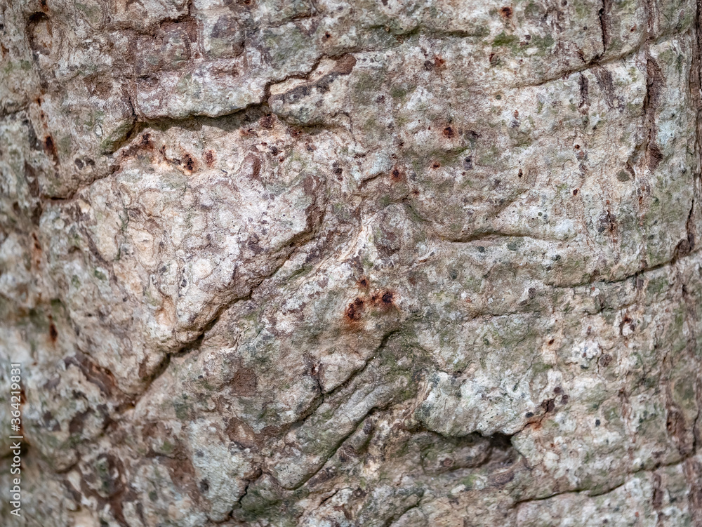 full frame bark of tree for natural background and texture full frame bark of tree for natural background and texture