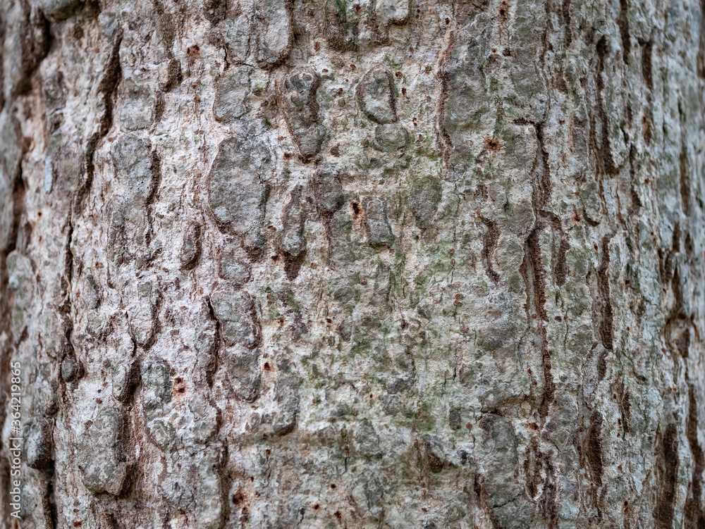 full frame bark of tree for natural background and texture full frame bark of tree for natural background and texture