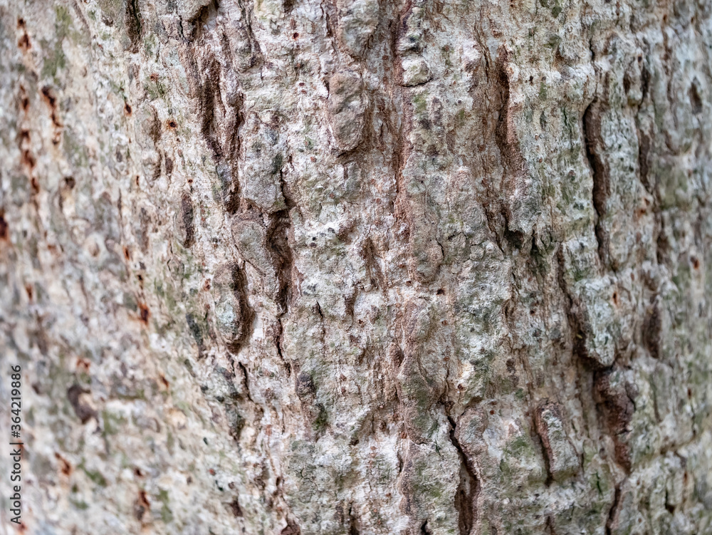 full frame bark of tree for natural background and texture full frame bark of tree for natural background and texture
