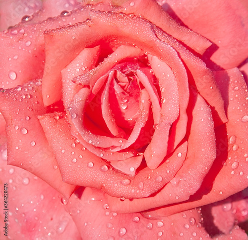 Scarlet rose background