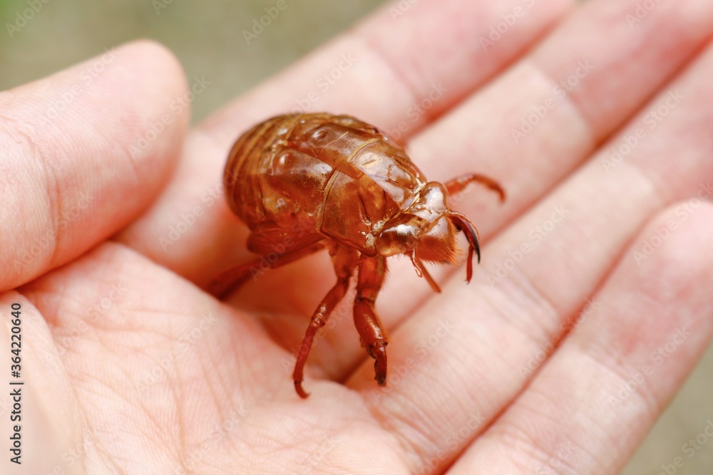 Obraz premium クマゼミの抜け殻 手のひらの上