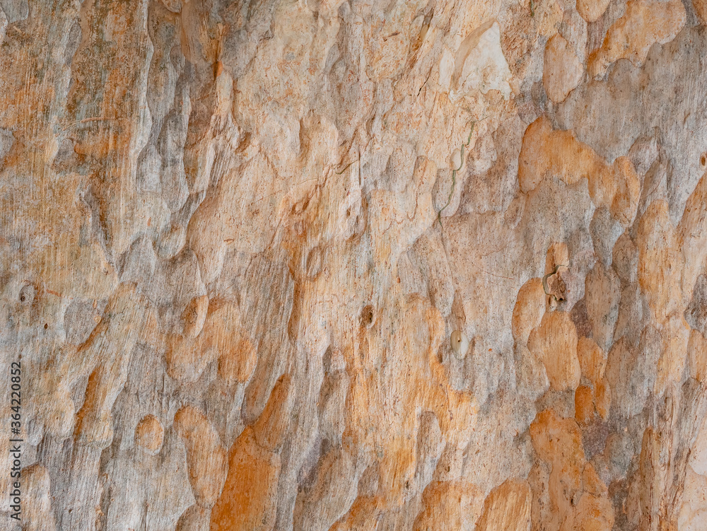 full frame bark of tree for natural background and texture full frame bark of tree for natural background and texture