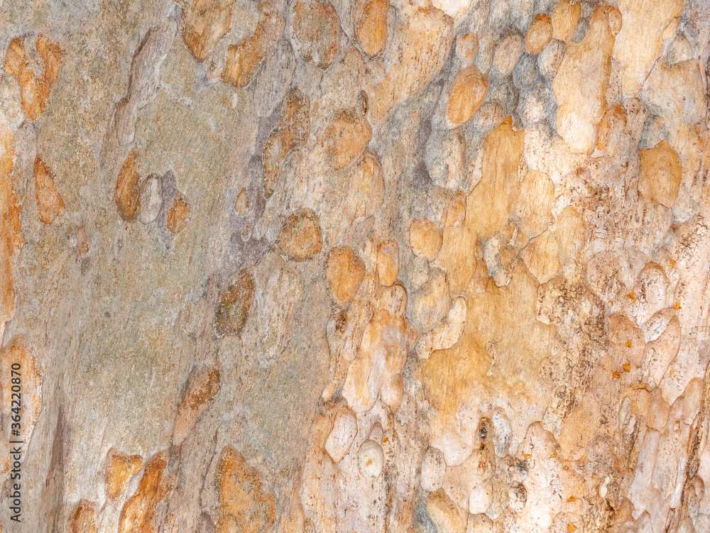 full frame bark of tree for natural background and texture full frame bark of tree for natural background and texture