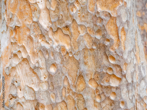 full frame bark of tree for natural background and texture