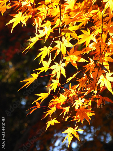 Autumn leaves of Japanese maple 日本のもみじの紅葉
