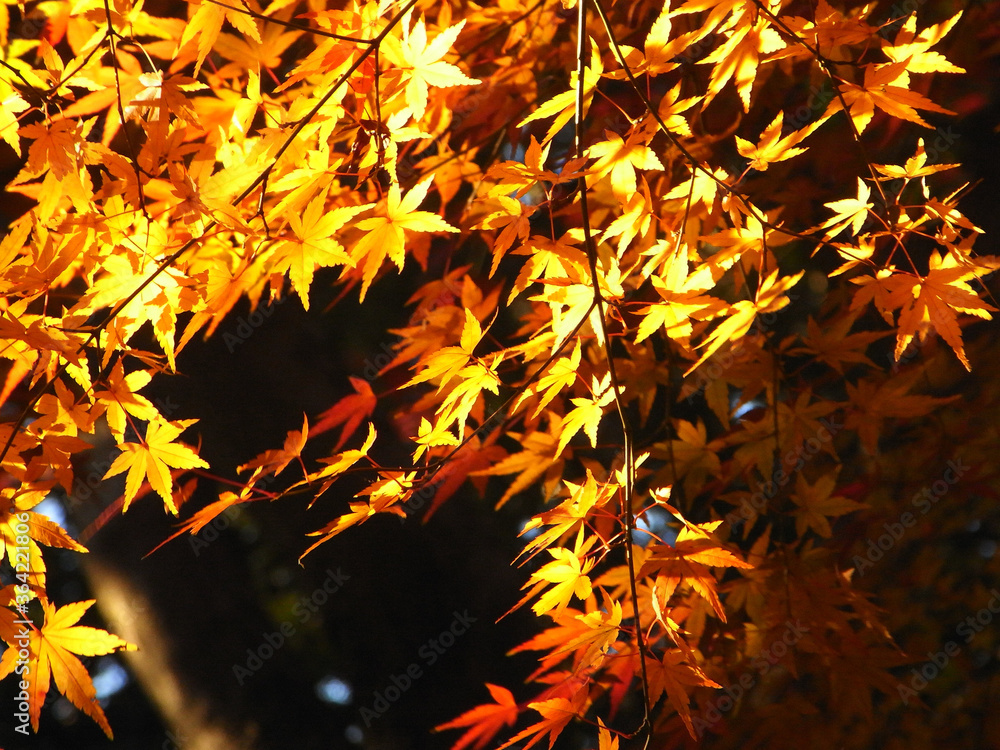 Fototapeta premium Autumn leaves of Japanese maple 日本のもみじの紅葉