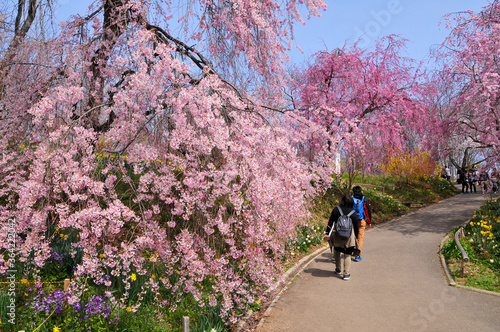 船岡城址公園と満開の桜 Japanese spring beautiful cherry blossoms