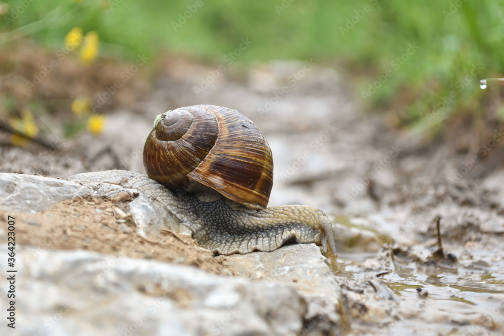 Big snail in shell crawling wet country road. Burgundy snail Helix pomatia , Burgundy edible snail or escargot Big snail in shell crawling wet country road. Burgundy snail Helix pomatia , Burgundy edible snail or escargot
