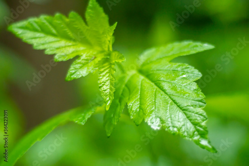 Close-up of wet green leaves of a bush after rain on a green blurred background