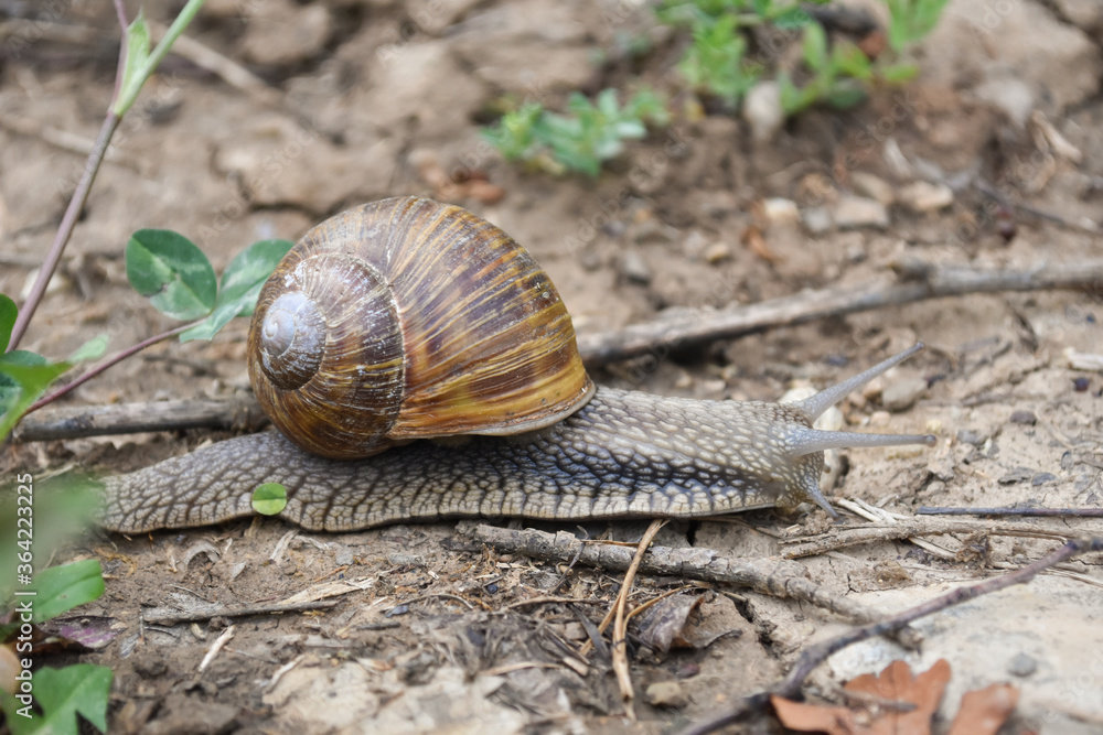 Big snail in shell crawling wet country road. Burgundy snail Helix pomatia , Burgundy edible snail or escargot Big snail in shell crawling wet country road. Burgundy snail Helix pomatia , Burgundy edible snail or escargot