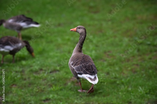 A wild grey goose in a public park