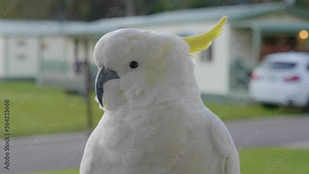 A close up shot of the head of a sulphur crested cockatoo in Australia. A close up shot of the head of a sulphur crested cockatoo in Australia.