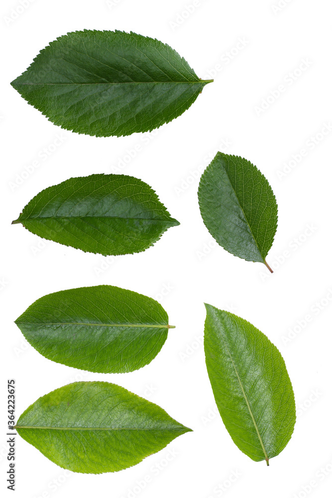 Cherry leaves isolated on white background Cherry leaves isolated on white background