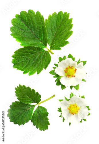 The leaves and flower of a strawberry isolated on a white background