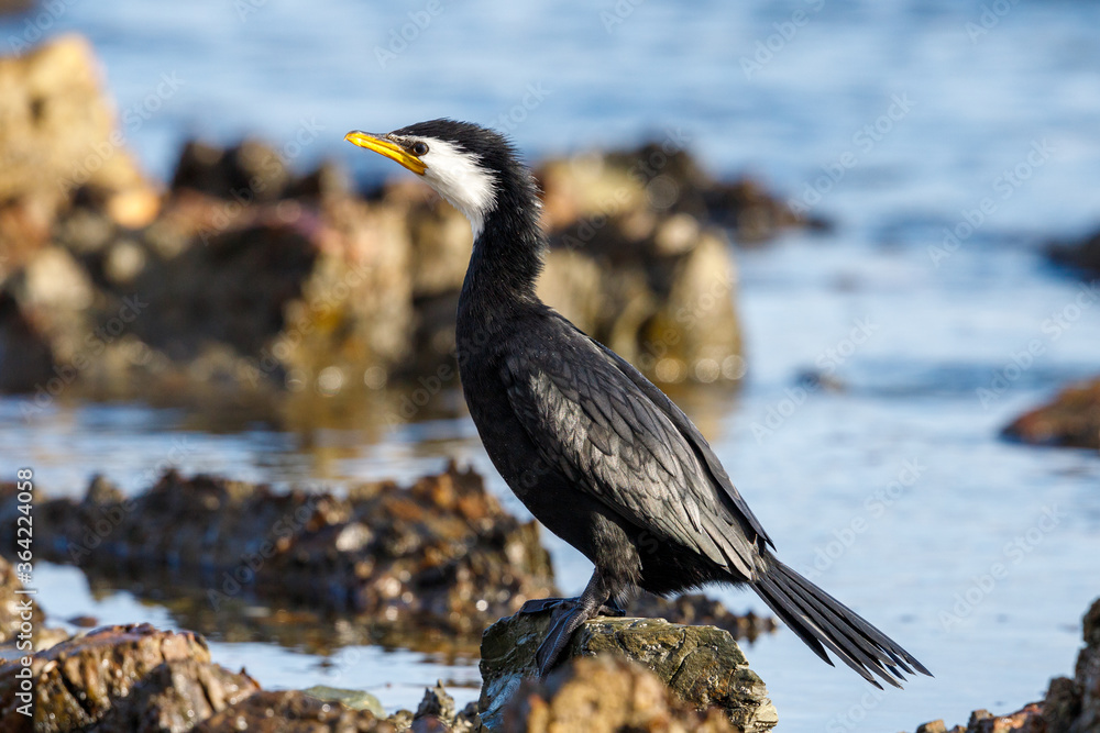 Obraz premium Little Shag / Little Pied Cormorant in New Zealand