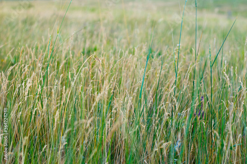 The grass of the Steppe grass on a bright summer day