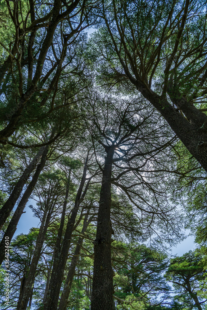 Fototapeta premium The Cedars of God, located in the Kadisha Valley of Bsharri (Bcharre), Lebanon. UNESCO World Heritage site