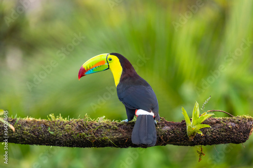 Fischertukan (Ramphastos sulfuratus) in Costa Rica