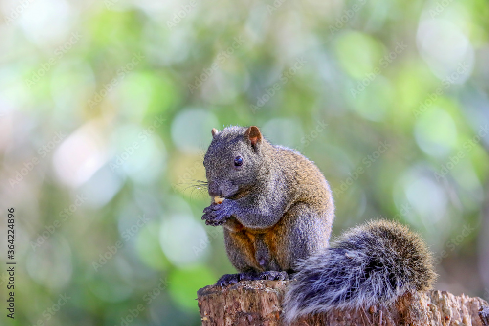 custom made wallpaper toronto digitalお立ち台のタイワンリス