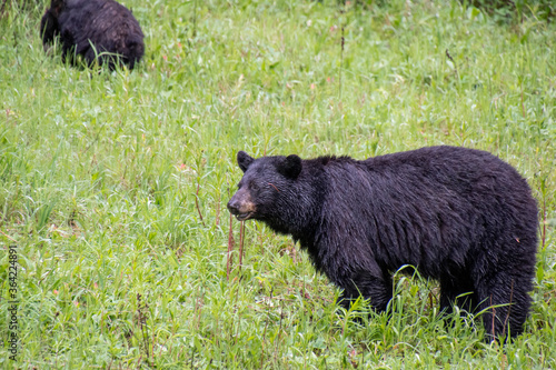 Blackbears eating some plants by the roadside.    Banff National park  AB Canada 
 photo