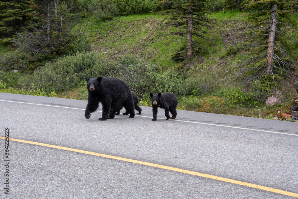 Mother blackbear and her two cubs crossing the road. Banff National park AB Canada
Mother blackbear and her two cubs crossing the road. Banff National park AB Canada