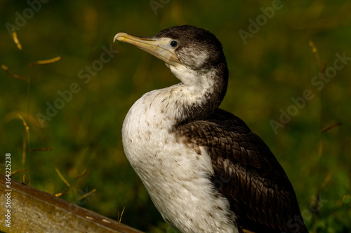 Pied Shag / Cormorant in New Zealand