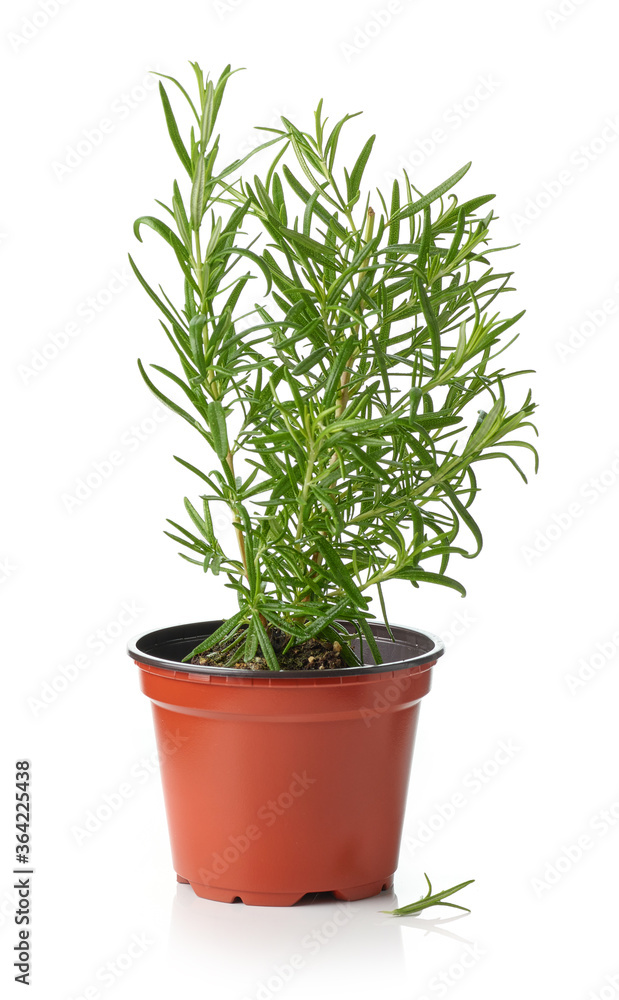 fresh rosemary in flower pot fresh rosemary in flower pot