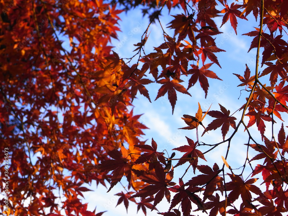 Autumn leaves and blue sky of Japanese maple
日本のもみじの紅葉と青空