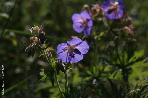 Delicate blue flowers of the meadow geranium photo