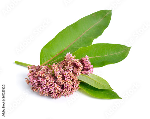 Obraz na plátne Asclepias syriaca, commonly called common milkweed, butterfly flower, silkweed, silky swallow-wort