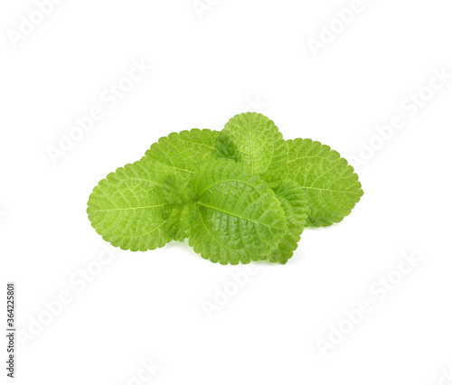 growing fresh green mint. close-up background