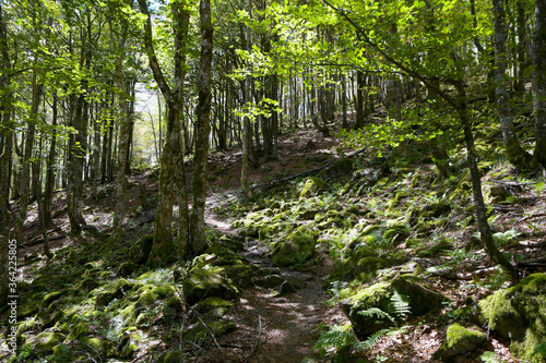 Wald iin den Hochvogesen im Sommer