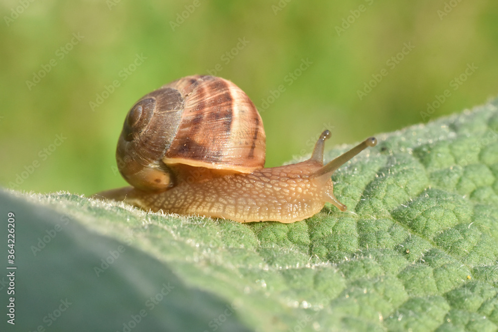 Curious snail in the garden on green leaf. Snail on leaf in garden. Burgundy snail Helix pomatia , Burgundy edible snail or escargot Curious snail in the garden on green leaf. Snail on leaf in garden. Burgundy snail Helix pomatia , Burgundy edible snail or escargot