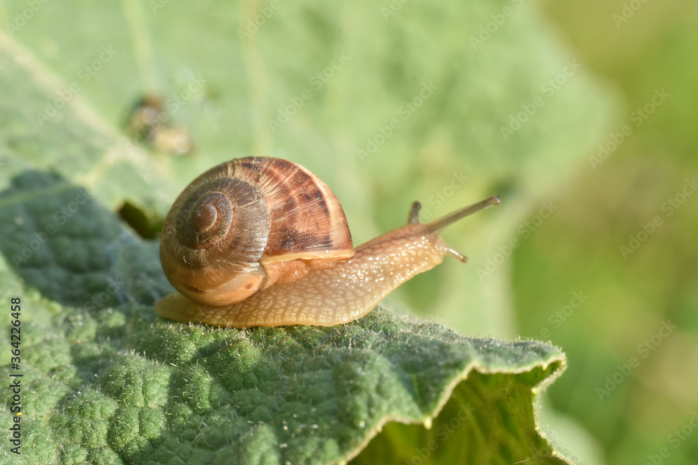Curious snail in the garden on green leaf. Snail on leaf in garden. Burgundy snail Helix pomatia , Burgundy edible snail or escargot Curious snail in the garden on green leaf. Snail on leaf in garden. Burgundy snail Helix pomatia , Burgundy edible snail or escargot