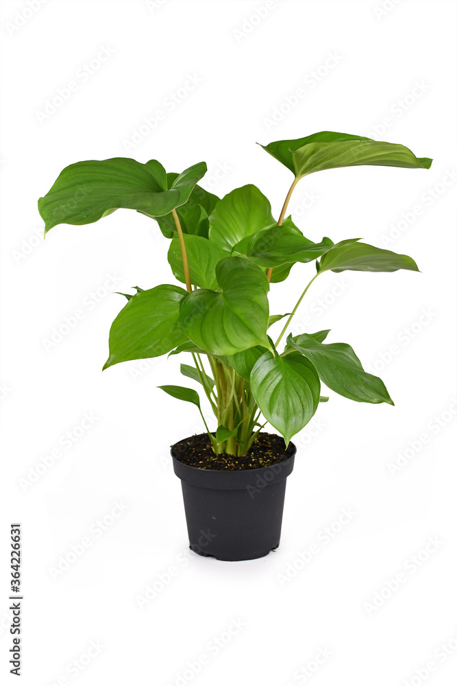 Tropical 'Homalomena Rubescens Maggy' houseplant in flower pot isolated on white background Tropical 'Homalomena Rubescens Maggy' houseplant in flower pot isolated on white background