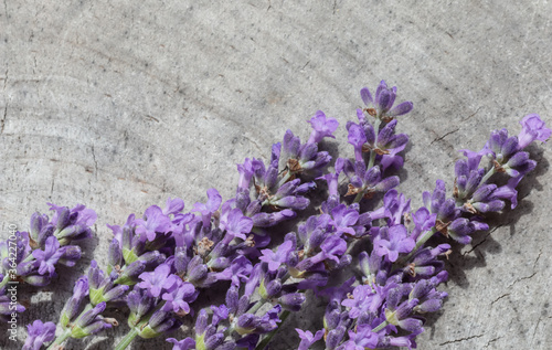 Lavender flowers on a gray background of an old stump