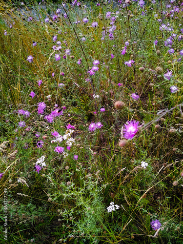 thistle