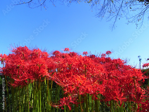Cluster amaryllis in Japan
日本の彼岸花