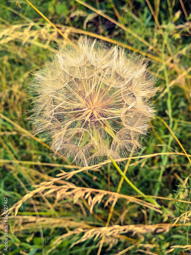 Tragopogon pseudomajor S. Nikit.