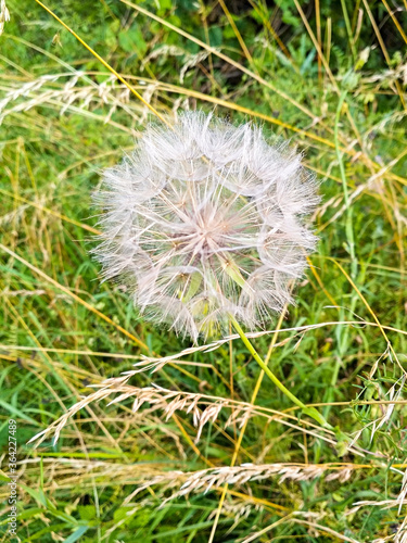dandelion