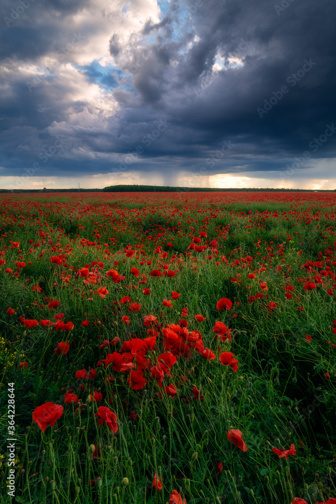 Storm clouds with heavy rain seen in a poppy field