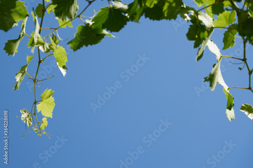 A branch of grape leaves against a clear blue sky. Copy space.