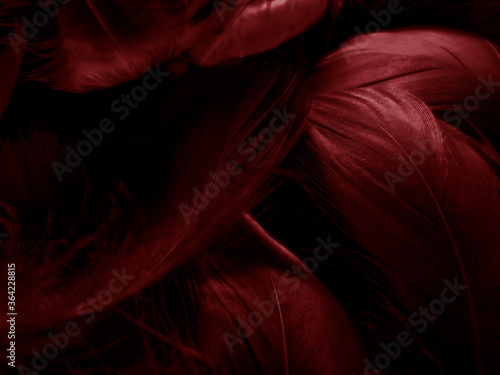 Beautiful abstract white and red feathers on black background and soft white feather texture on red pattern and red background, pink feather background, red banners