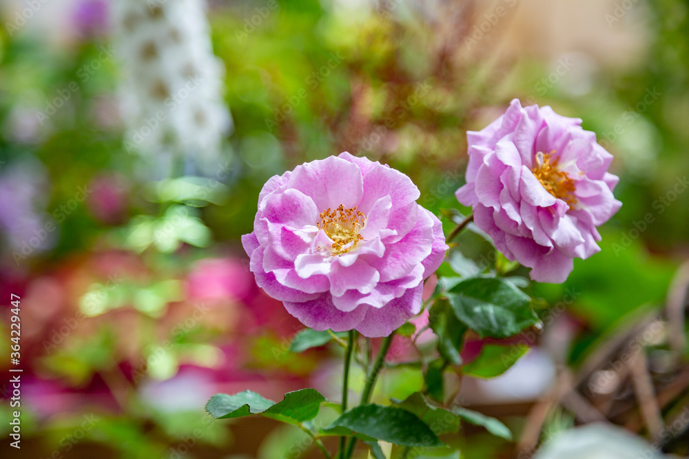 Bright summer flower bloomed in a botanical greenhouse Bright summer flower bloomed in a botanical greenhouse