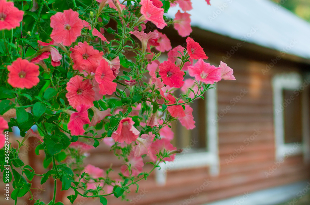 Petunia flowers in pots. Flower pot hanging on the background of a wooden house