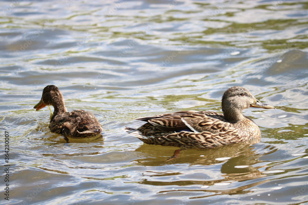 Mother Mallard (Anas platyrhynchos) swims with her ducklings in the lake. Wild ducks in their natural environment. The object of sports hunting. Mother Mallard (Anas platyrhynchos) swims with her ducklings in the lake. Wild ducks in their natural environment. The object of sports hunting.