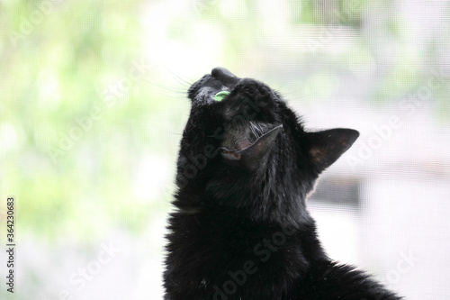 A black cat with green eyes sits by the window and looks up. Selective focus