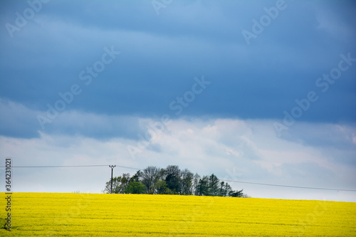Photography Rape's field blossom. Czech Republic, Prague.